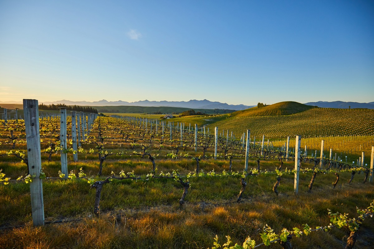 New Zealand's Grape Obsession